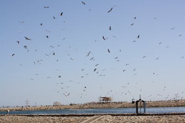 Observación de aves con experiencia en quad en Sharm